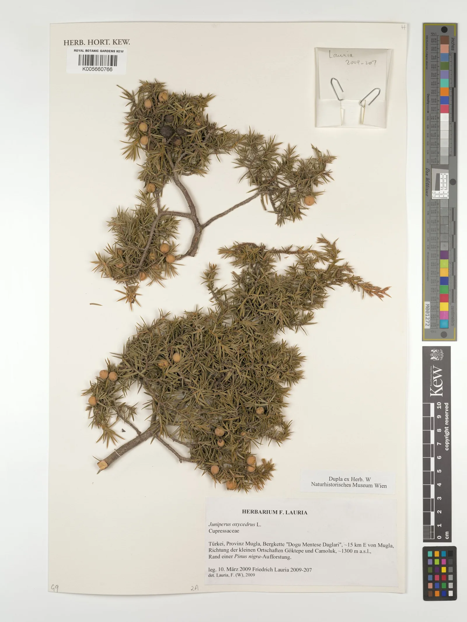 Juniperus Oxycedrus Wood Tar 6