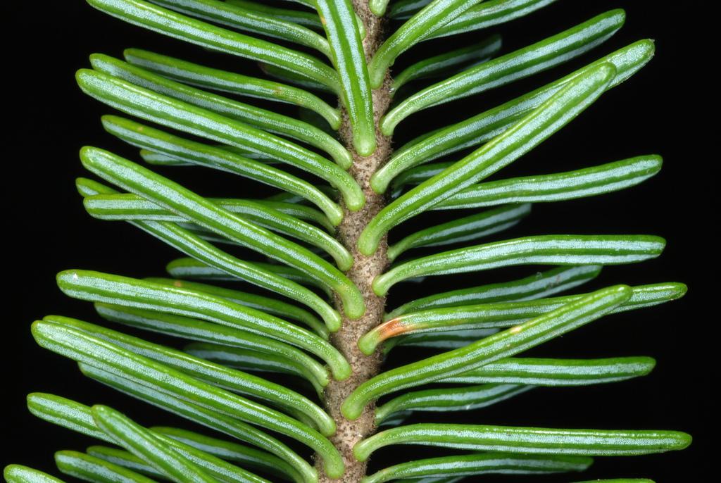 ABIES BALSAMEA EXTRACT 3