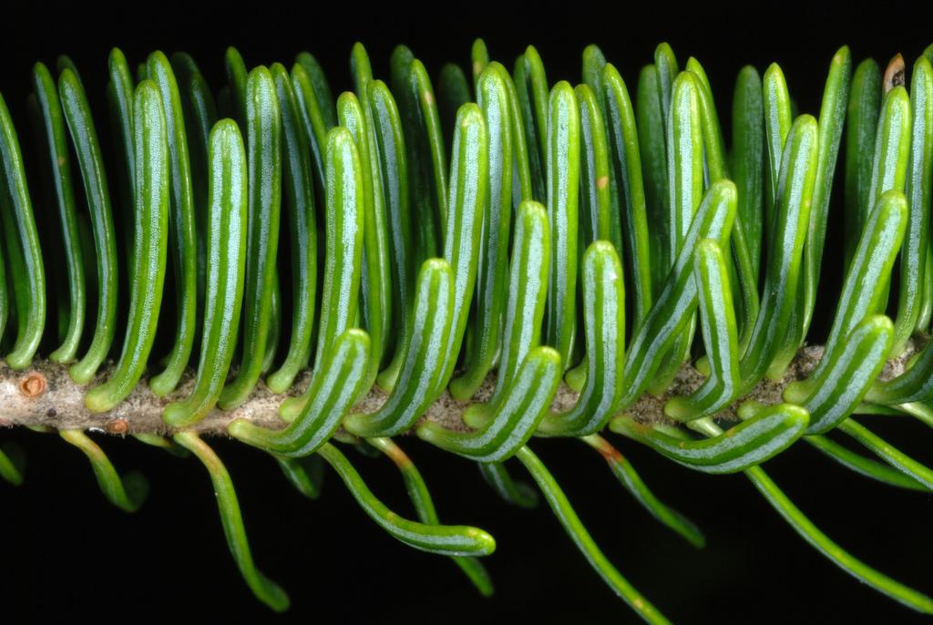 ABIES BALSAMEA NEEDLE OIL 2