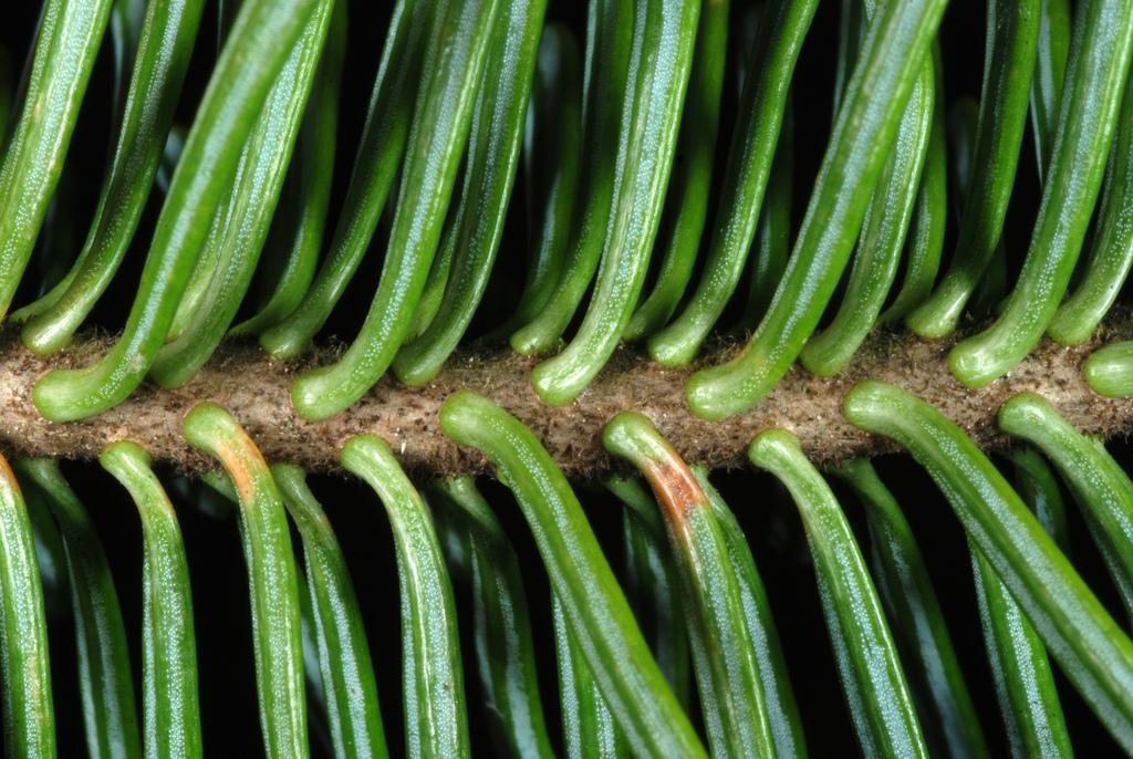 ABIES BALSAMEA NEEDLE OIL 4