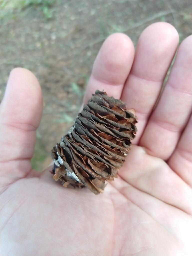 Abies Grandis Oil 1