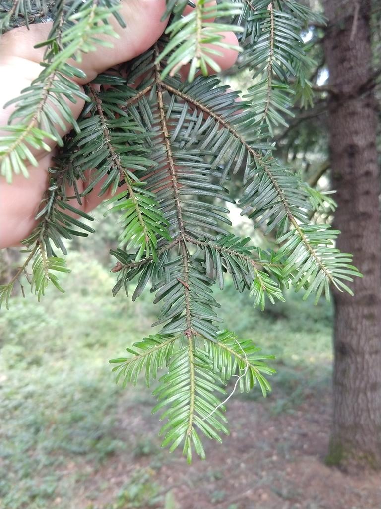 Abies Grandis Oil 2