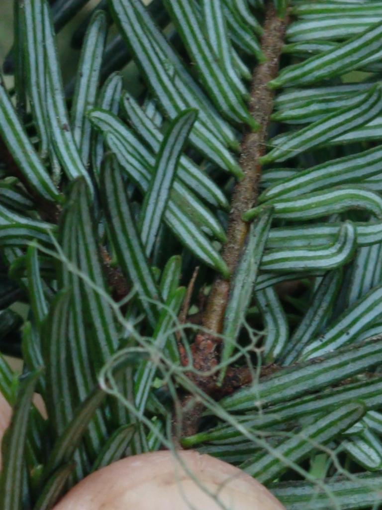 Abies Grandis Oil 3