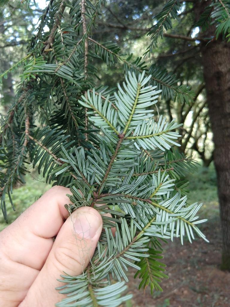 Abies Grandis Oil 4