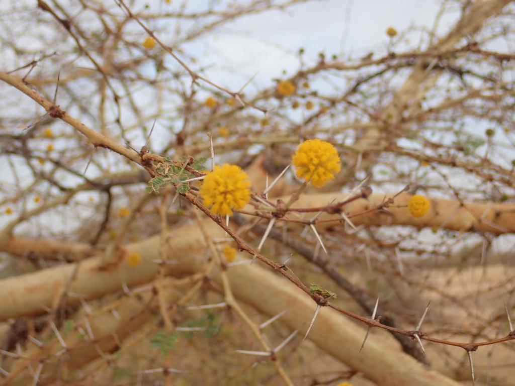 ACACIA SEYAL GUM EXTRACT 1