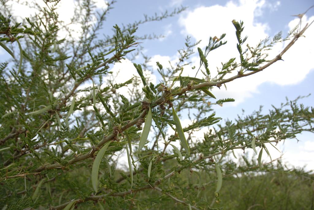 ACACIA SEYAL GUM EXTRACT 2