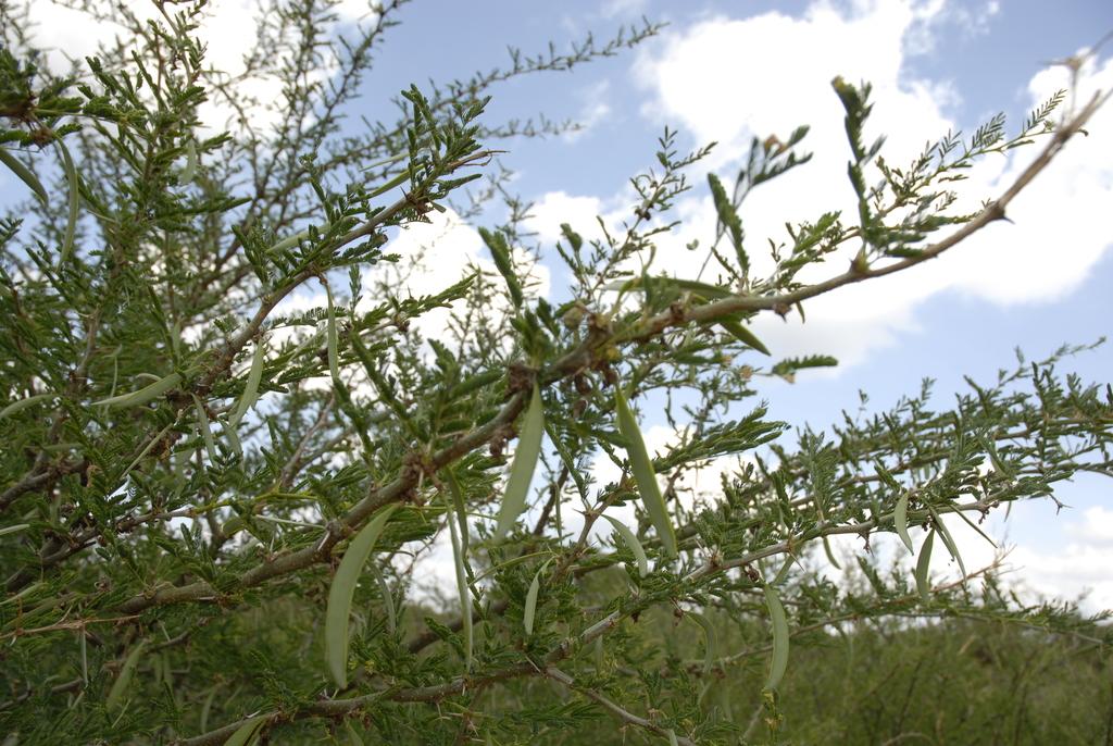 ACACIA SEYAL GUM EXTRACT 3
