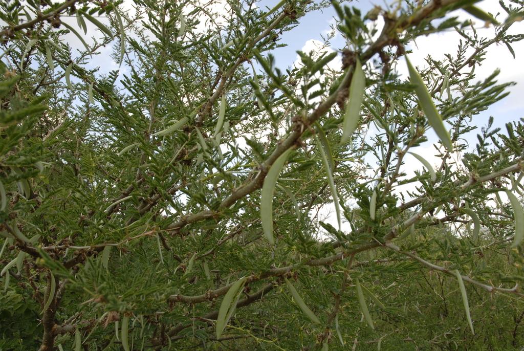 ACACIA SEYAL GUM EXTRACT 4
