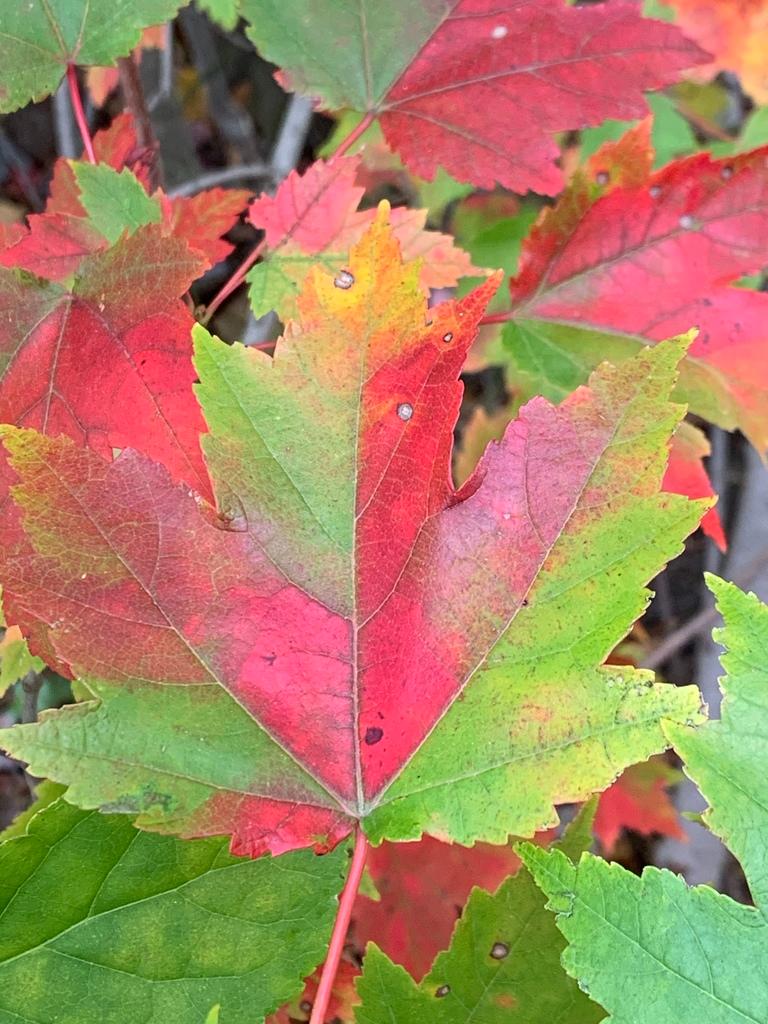 Acer Rubrum Bark Extract 1