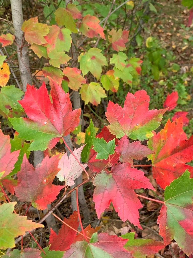 Acer Rubrum Bark Extract 2