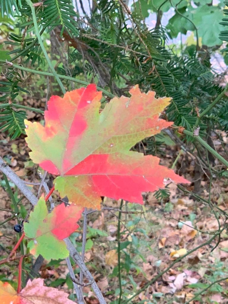 Acer Rubrum Bark Extract 4