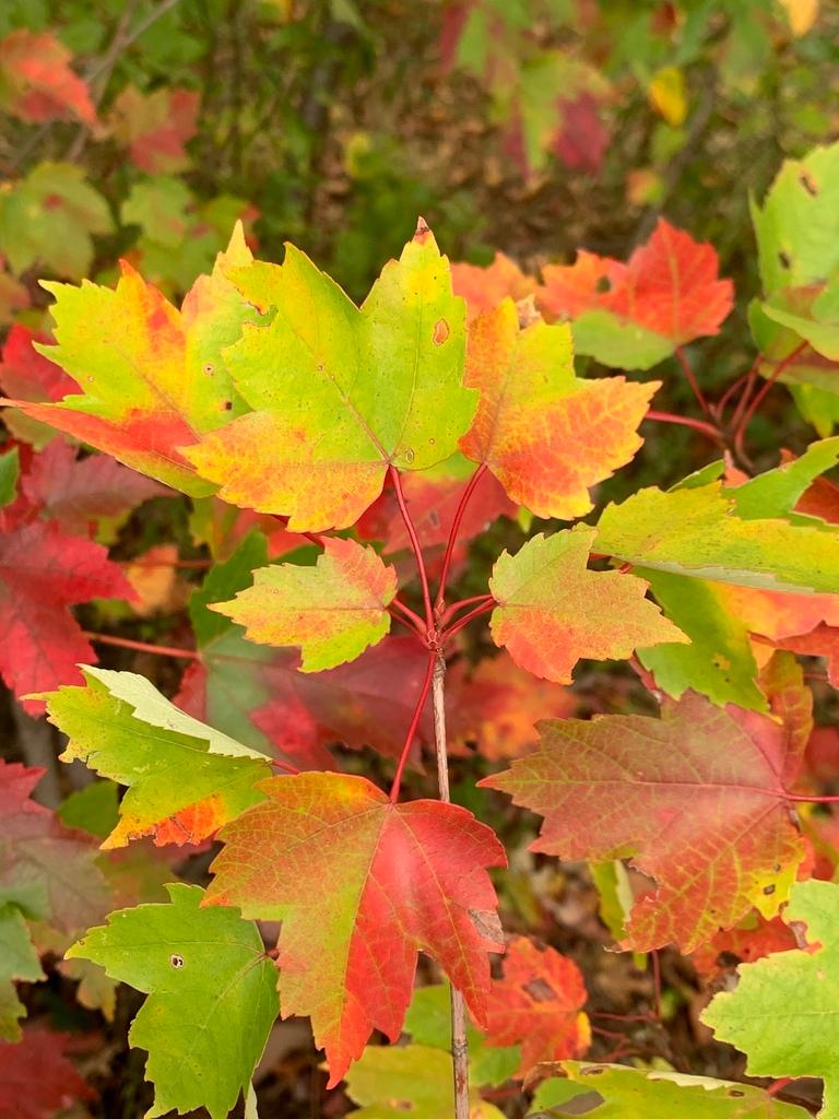 Acer Rubrum Bark Extract 3