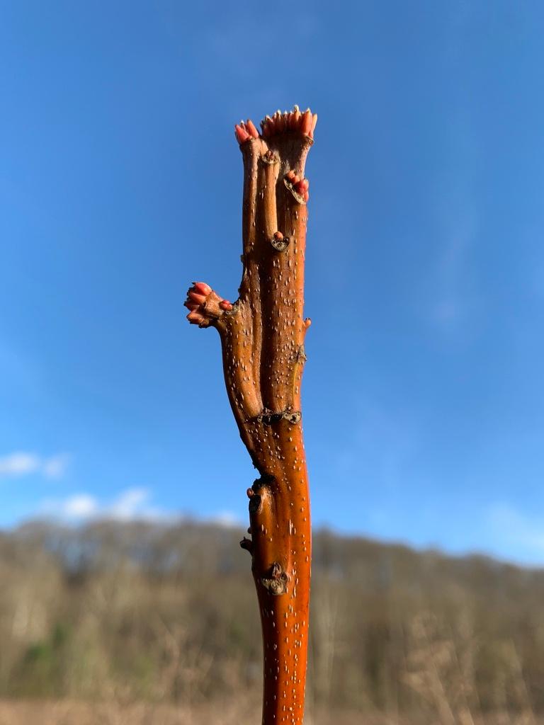 Acer saccharinum 2