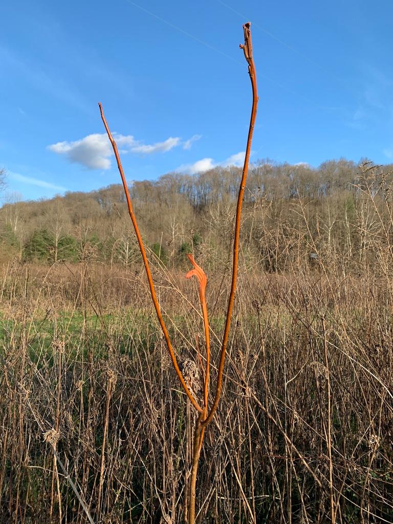 Acer saccharinum 3