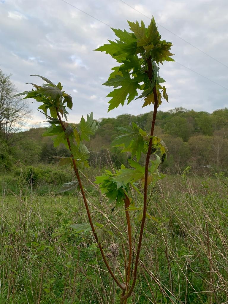 Acer saccharinum 4