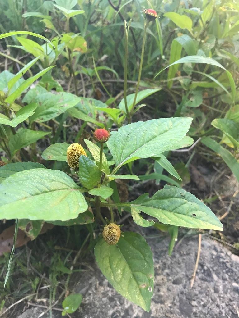 Acmella Oleracea Extract 3