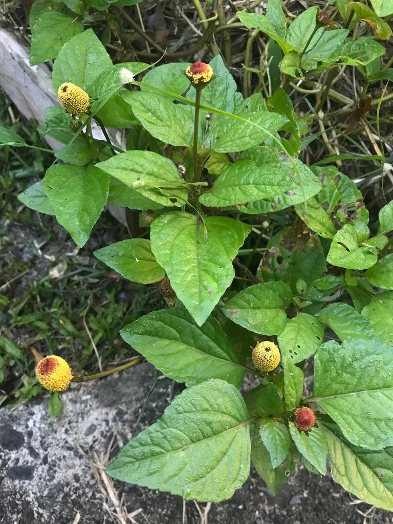 Acmella Oleracea Extract 4