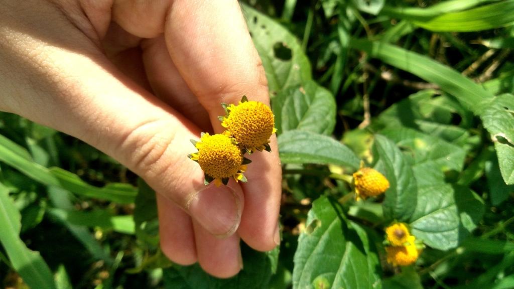 Acmella Oleracea Extract 2