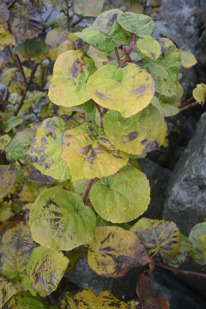 ACTINIDIA CHINENSIS FRUIT EXTRACT 2