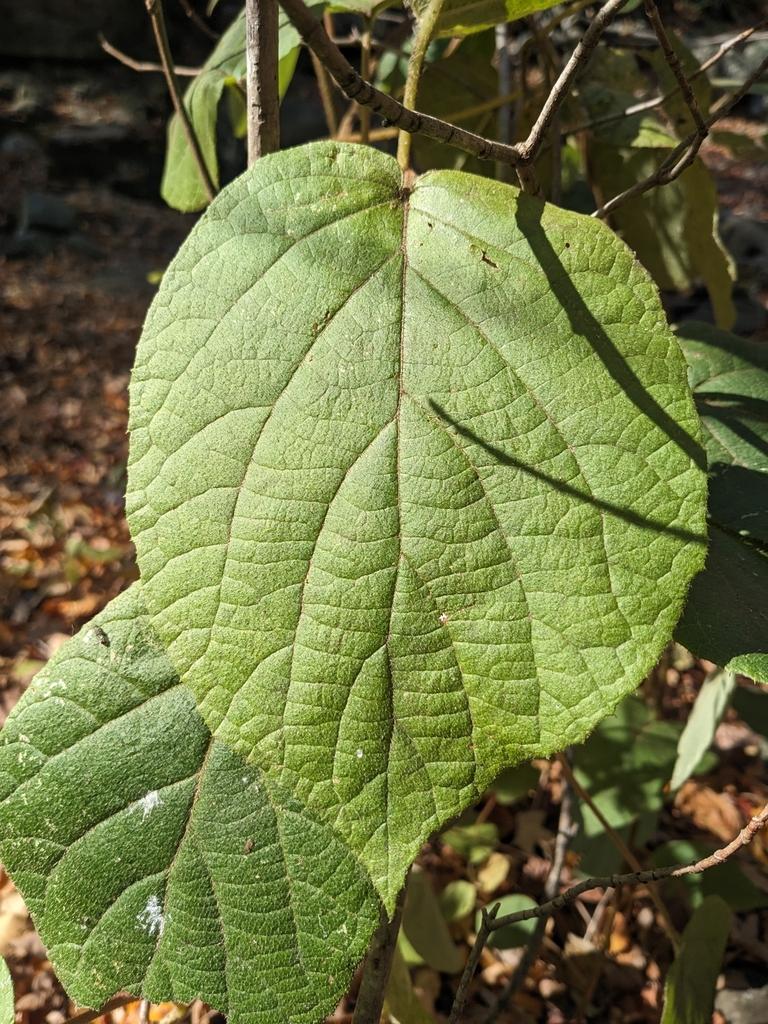 ACTINIDIA CHINENSIS FRUIT EXTRACT 4