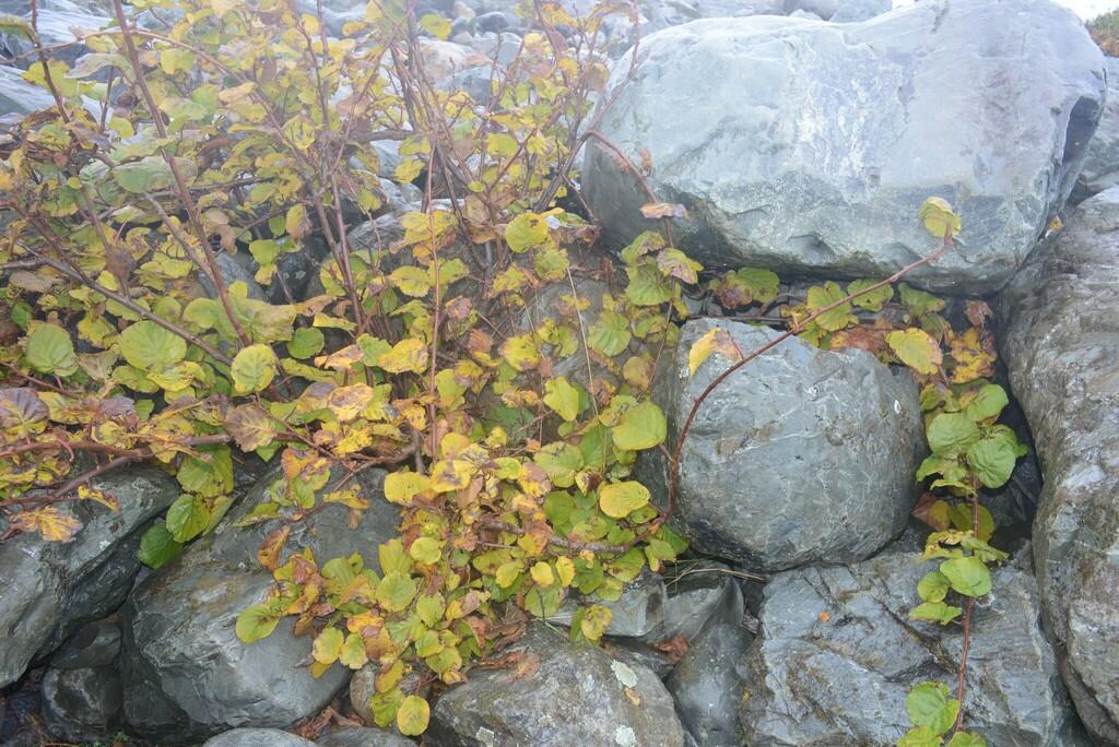 Actinidia chinensis 3