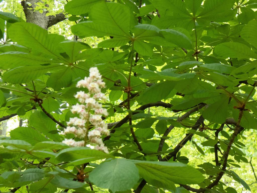 AESCULUS HIPPOCASTANUM EXTRACT 2