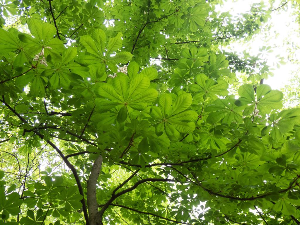 AESCULUS HIPPOCASTANUM EXTRACT 3