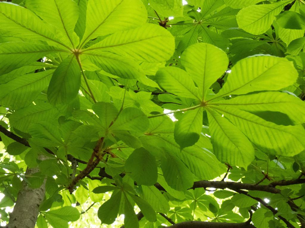 AESCULUS HIPPOCASTANUM EXTRACT 4