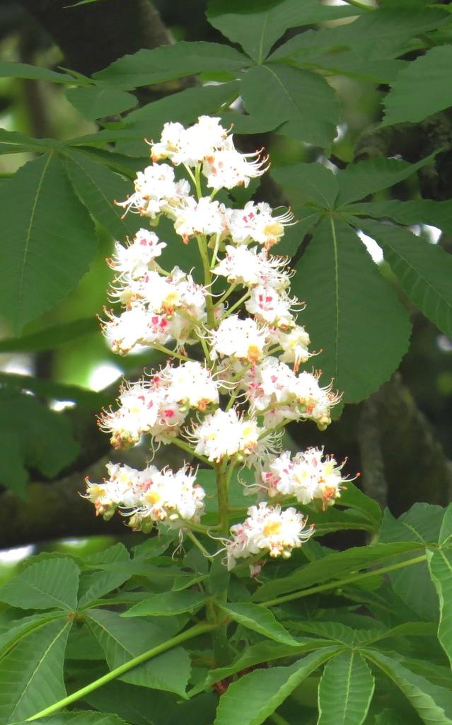 Aesculus Hippocastanum Seed Extract 3