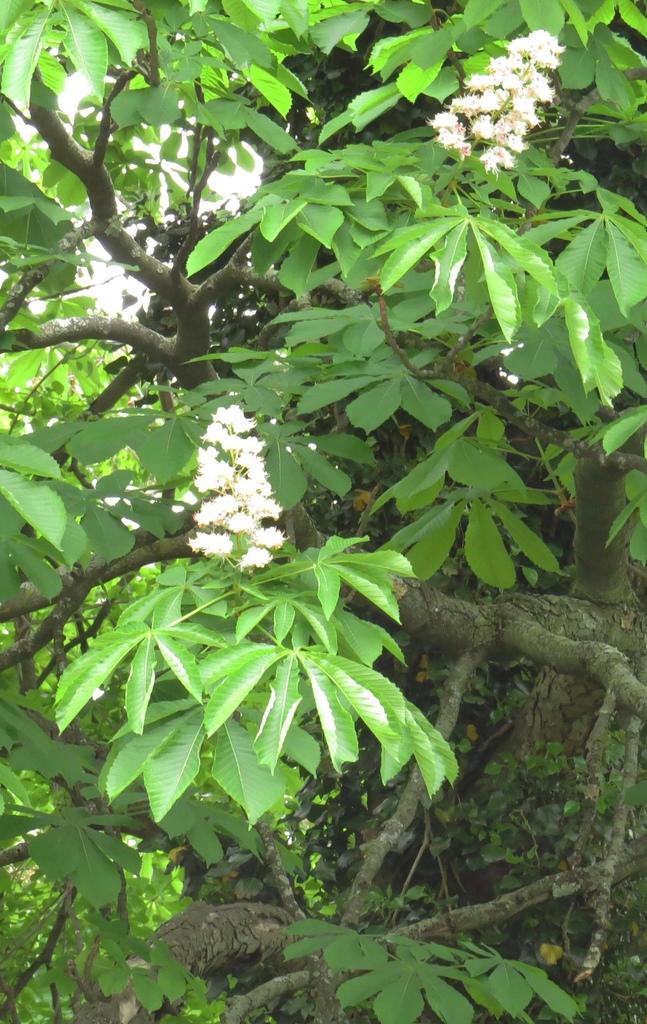 Aesculus Hippocastanum Seed Extract 2