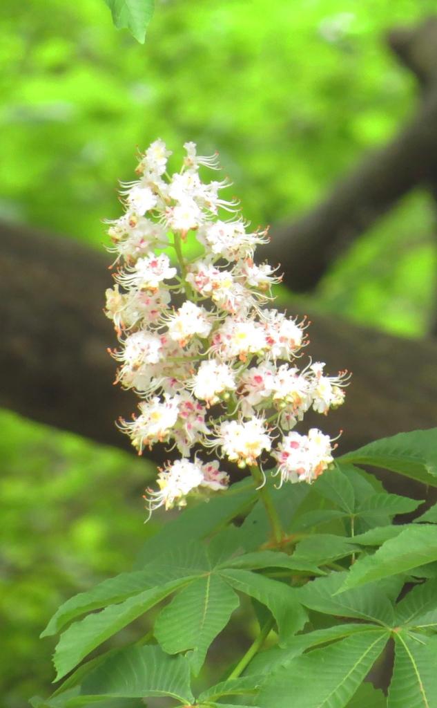 Aesculus Hippocastanum Seed Extract 4