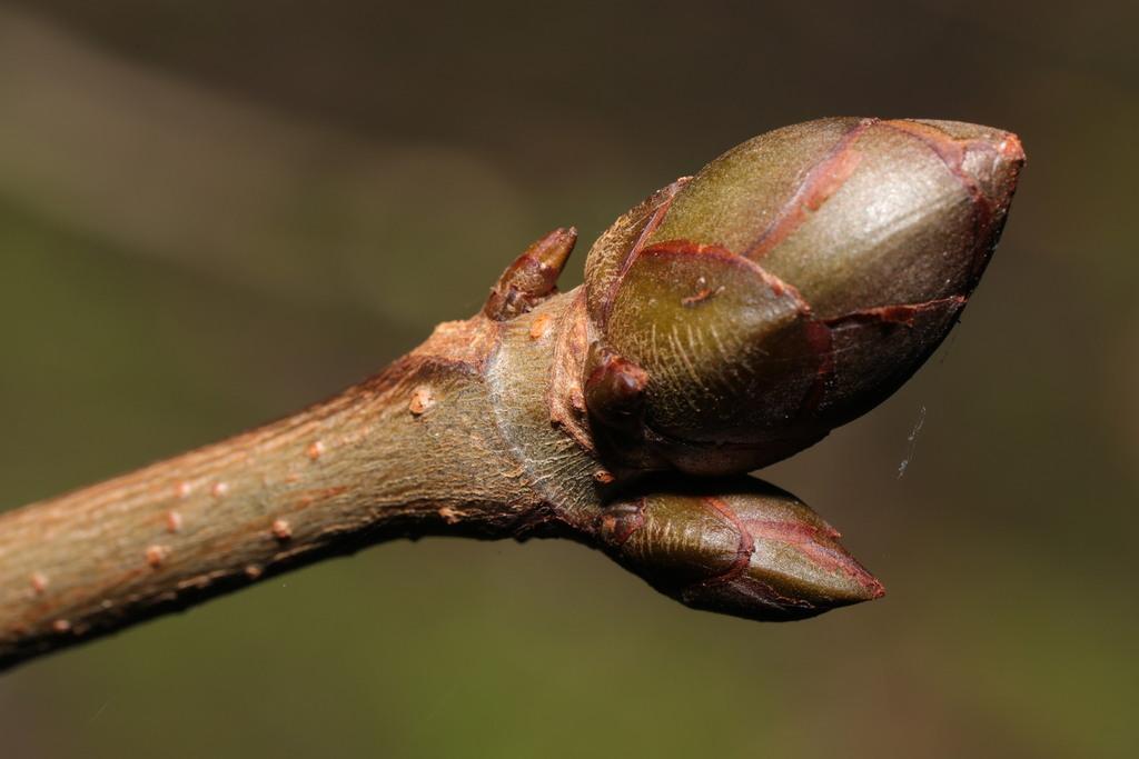 Aesculus Hippocastanum Seed Extract 1