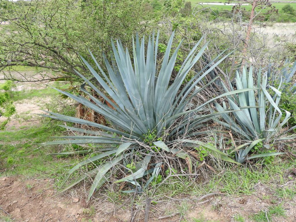 Agave tequilana 1