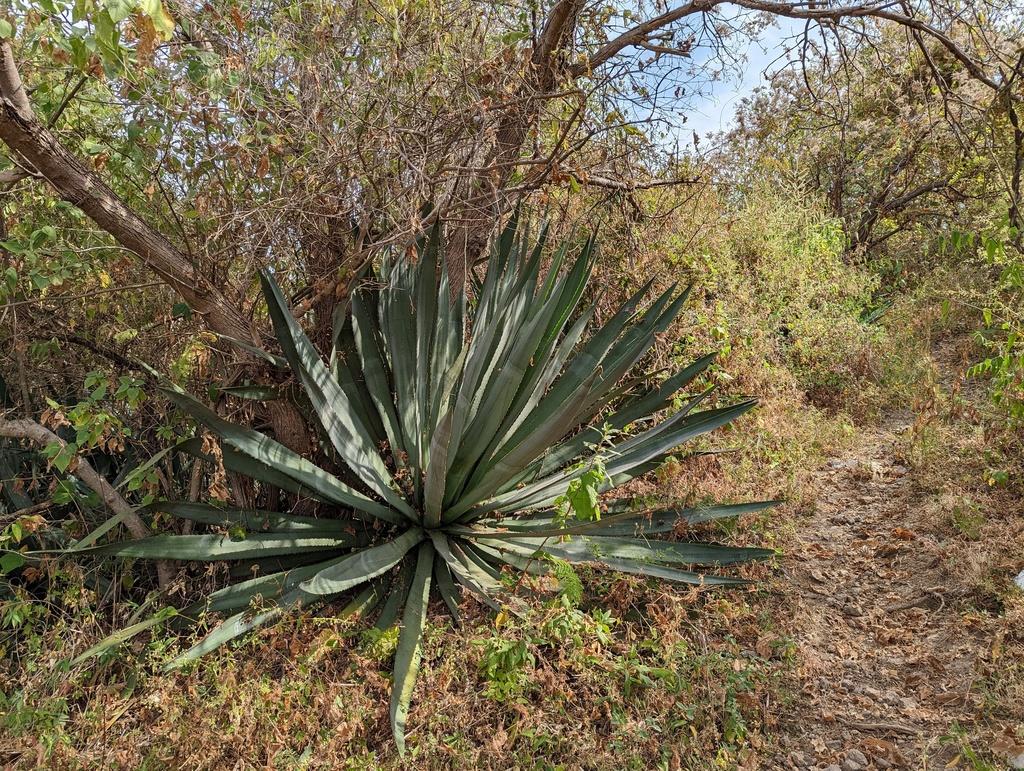 Agave tequilana 2