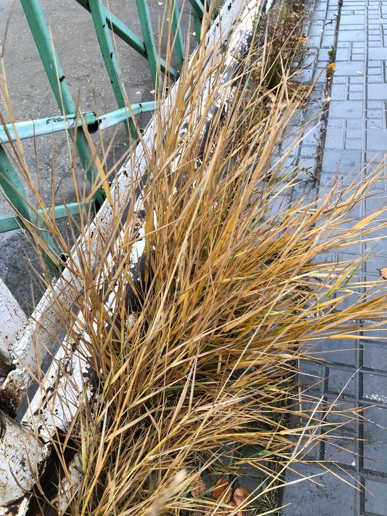 Agropyron Repens Root Extract 1
