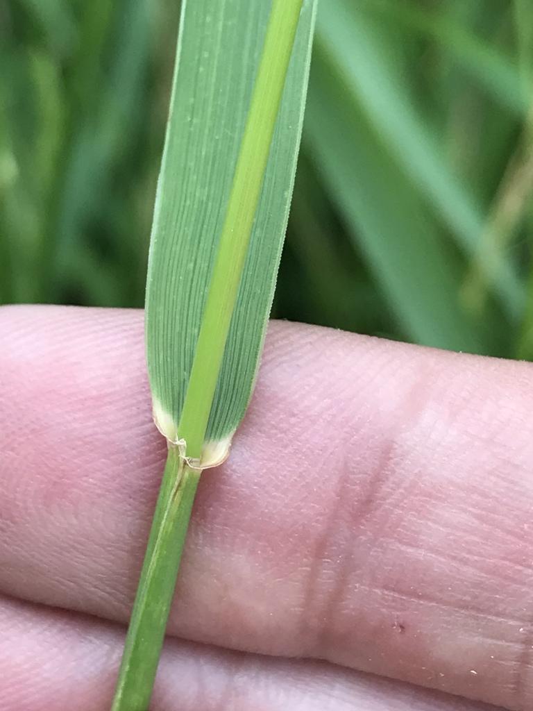 Agropyron Repens Root Extract 3