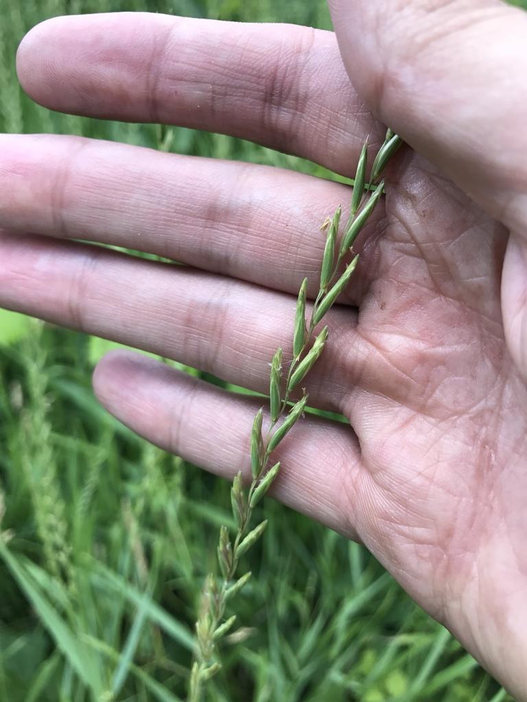 Agropyron Repens Root Extract 2
