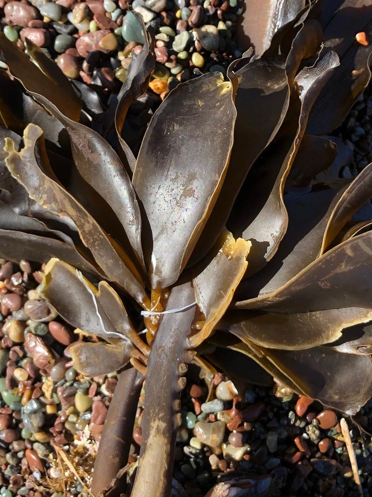 Alaria marginata 1