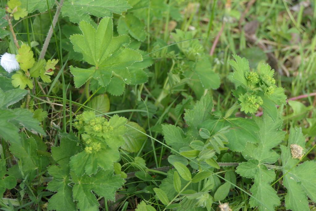 Alchemilla Vulgaris Extract 1