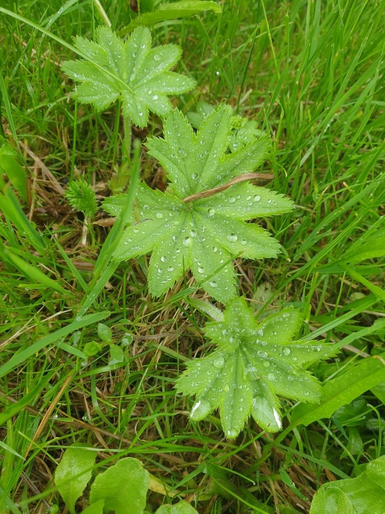 Alchemilla Vulgaris Extract 2