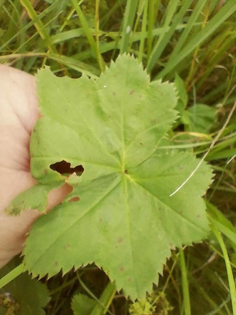 Alchemilla Vulgaris Extract 4