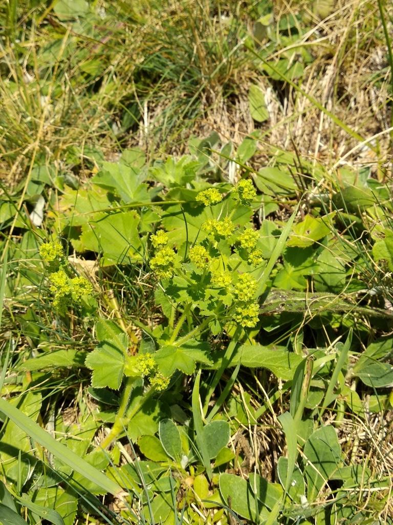 Alchemilla Vulgaris Extract 3