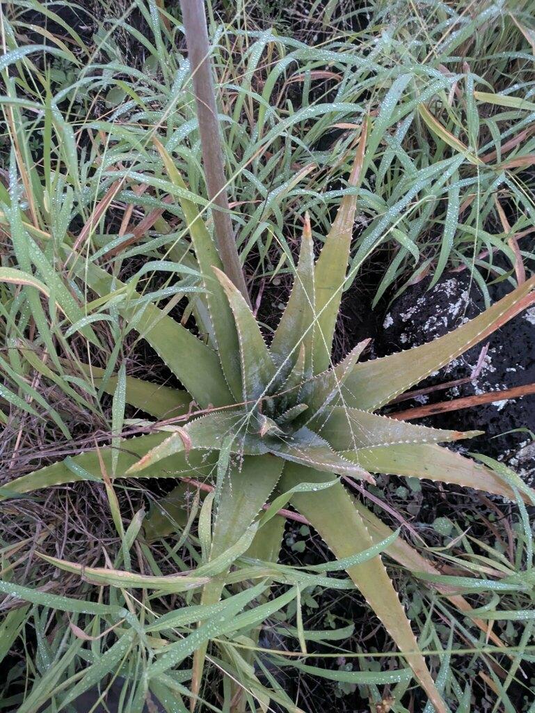 Aloe Barbadensis Leaf Juice Powder 4