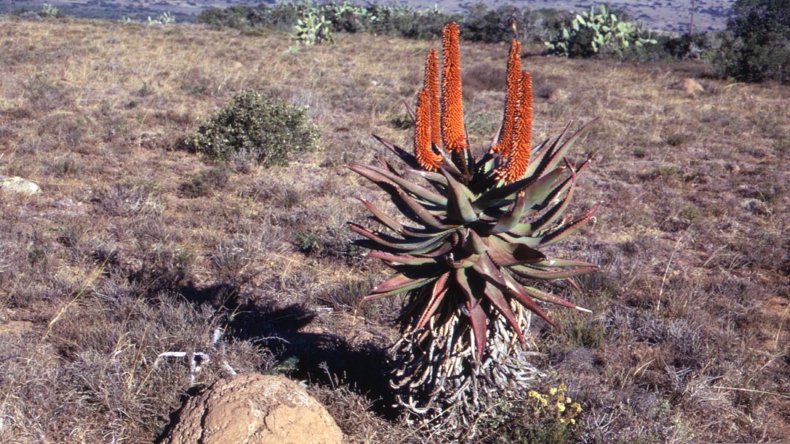 Aloe ferox leaf juice 5