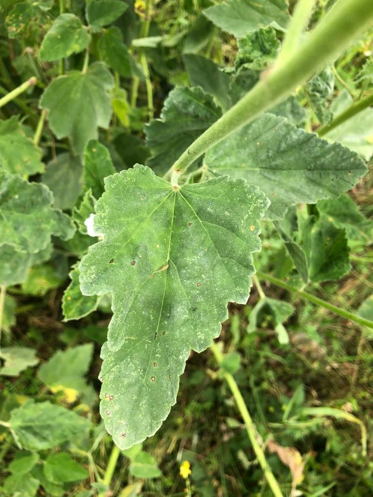 Althaea Officinalis Root Extract 4