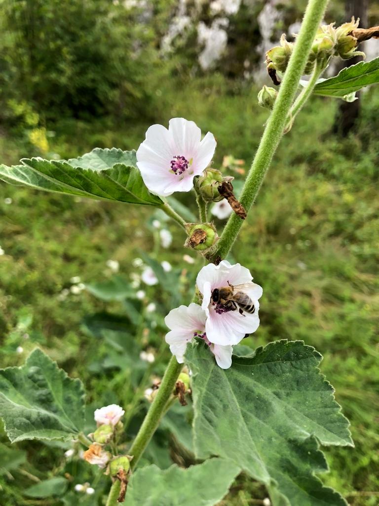 Althaea Officinalis Root Extract 1