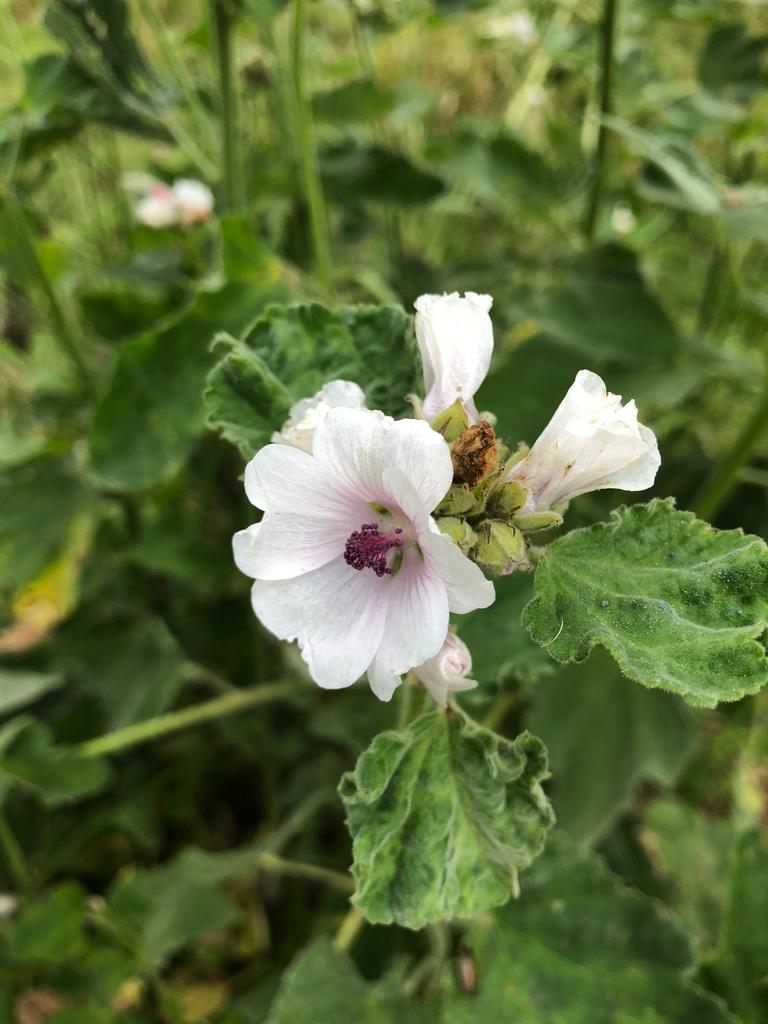 Althaea Officinalis Root Extract 3