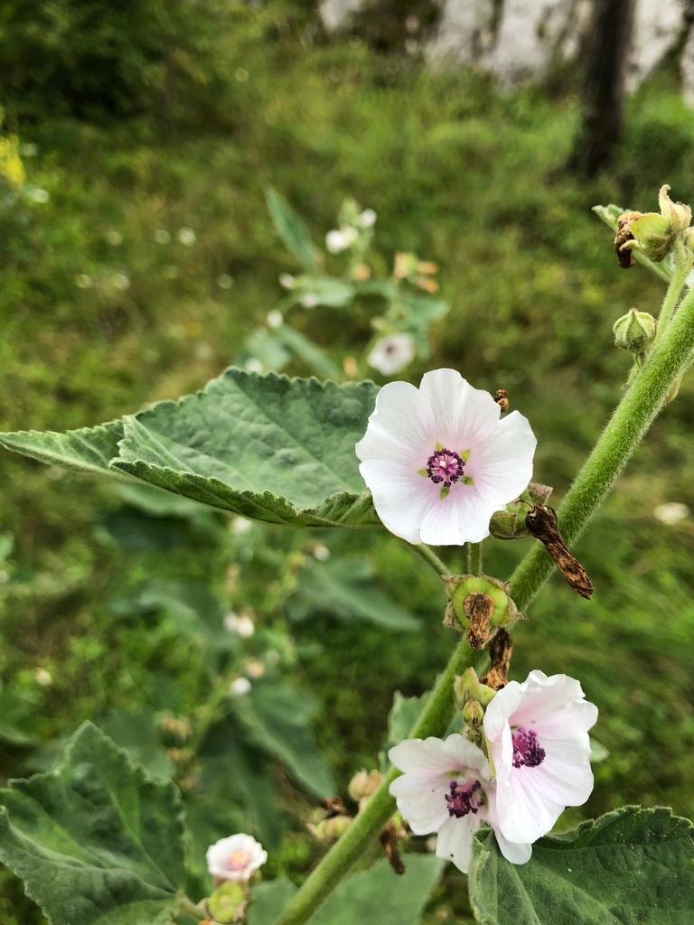 Althaea Officinalis Root Extract 2