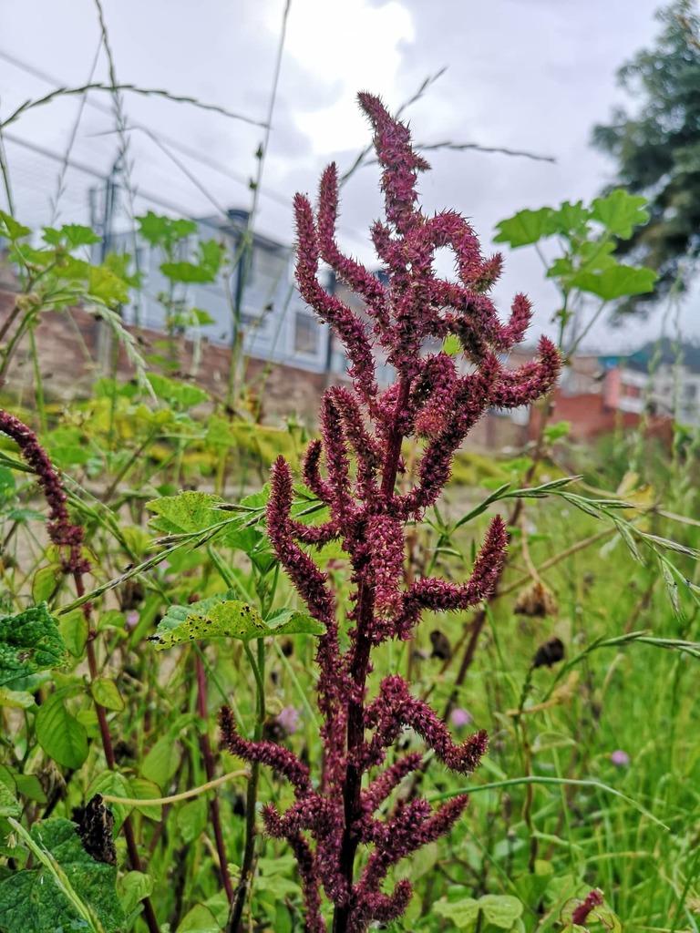 AMARANTHUS CAUDATUS SEED EXTRACT 2