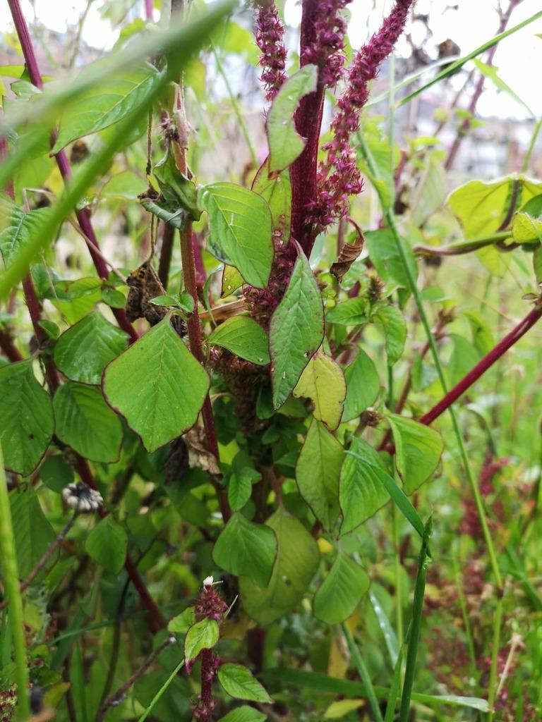 AMARANTHUS CAUDATUS SEED EXTRACT 3